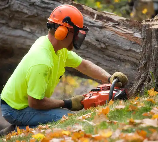 tree services Santa Teresa